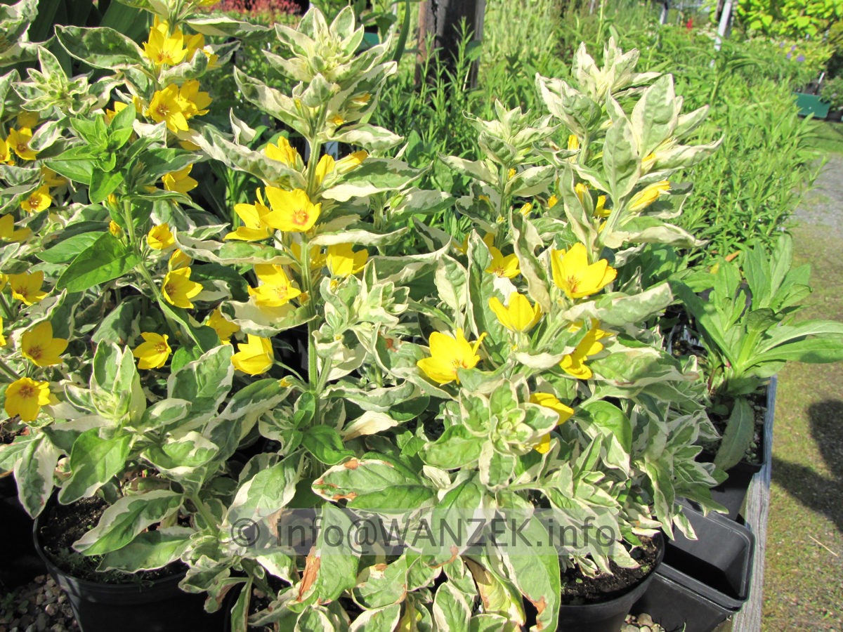 Physalis alkengi var. franchettii (Variegata).JPG